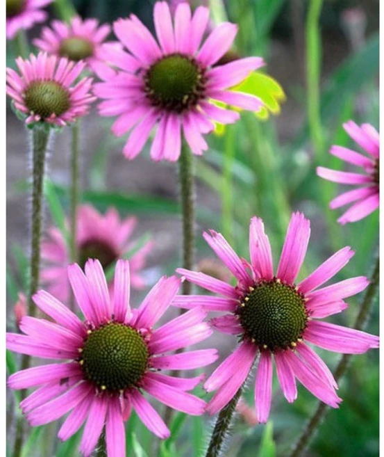 [평창]에키네시아 로키탑, 3개 - 쿠팡