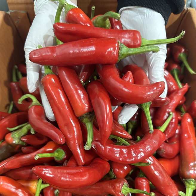 국내산 홍고추 갈아쓰기용 물김치용 열무김치용, 1개, 1kg