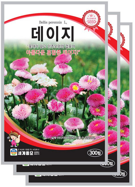 데이지 씨앗 300립 꽃씨앗 세계종묘 모칸도, 3개
