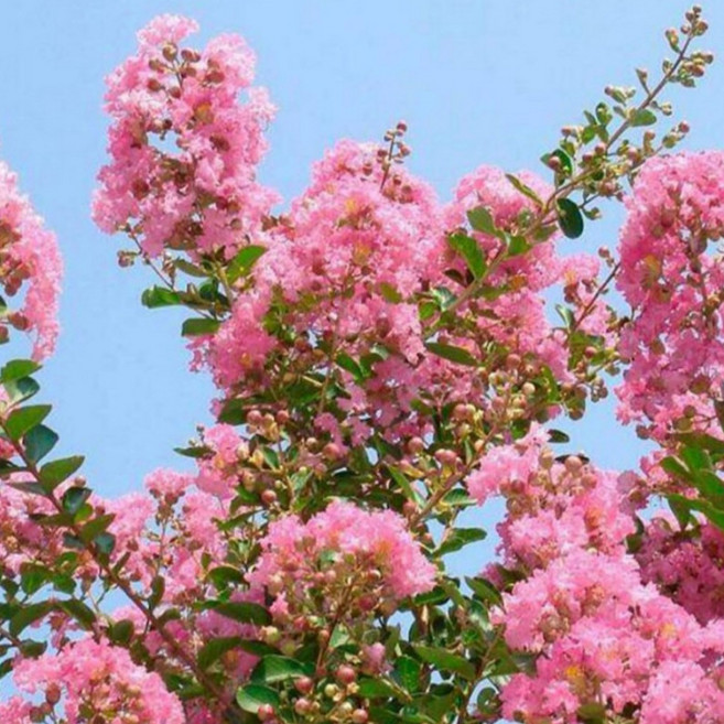 목하원예조경 왜성 백일홍나무 소녀심 포트 묘목 미니 배롱나무 목백일홍 여름꽃 개화주 정원조경수, 1개