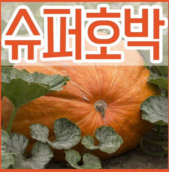 슈퍼호박 씨 5립 큰 대형호박 씨앗 키우기 종자심기, 1개