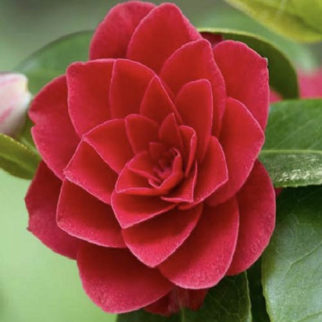 동백나무 7치 화분 꽃나무 제주 동백꽃 겨울, 1개, 혼합색상