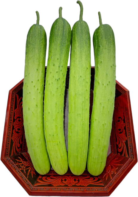 당일수확배송 단양 백다다기 못난이 오이, 1개, 10kg