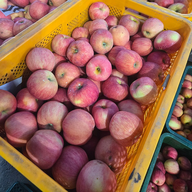 새콤달콤 햇 빨간사과 4.5KG, 가정용 (크기 랜덤) 4.5kg, 1개