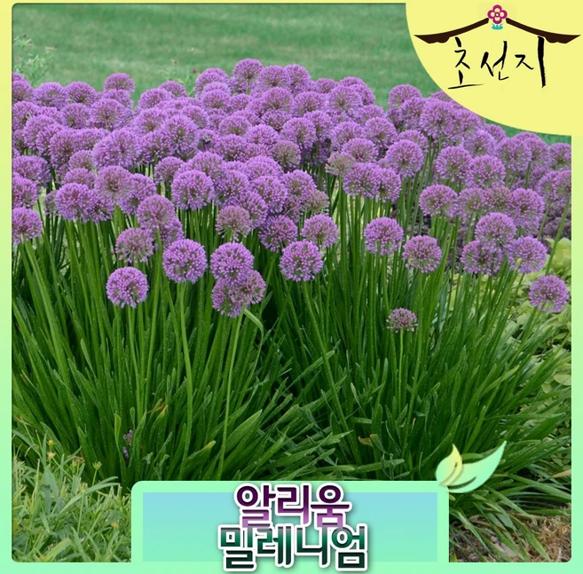 [초선지] 알리움 밀레니엄 숙근식재 5치 월동가능 다년생 신품종 - 쿠팡