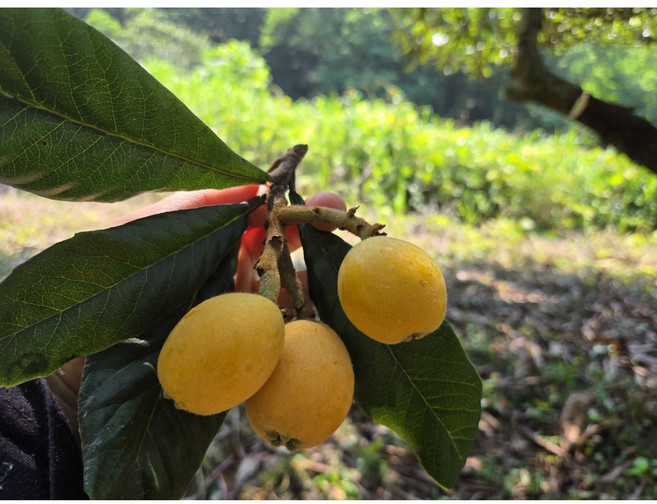 10위 - [산지직송] 무안 비파열매 2kg/3kg/5kg 생비파 제철과일, 1개, 3kg 중과(효소용)