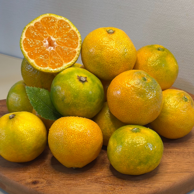 프리미엄 제주 하우스 감귤 당도선별 당일수확 산지직송 정품, 1박스, 2.5Kg (로얄과 선물용)