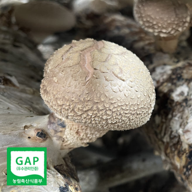 GAP 인증 강원도 생 표고버섯 국산 신선 표고 산지직송, 1박스, 5kg 특품