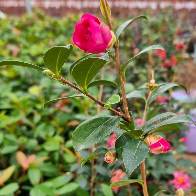 목하원예조경 동백 꽃나무 애기동백나무 50cm이상포트 개화주 삽목 묘목 정원조경 나무 상록수