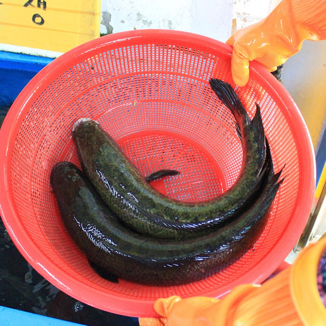 국내산 가물치3kg 주문즉시 손질 노량진민물고기 보양용 가물치 꿀맛컴퍼니, 1개, 3kg, 즉석손질
