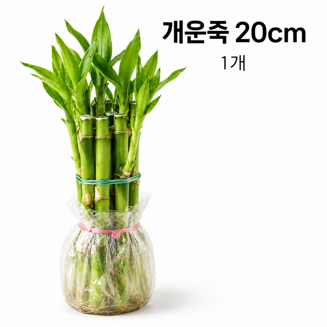 개운죽 20cm 뿌리포장 수경재배 생화 행운 대나무 실내 장식용 식물, 1세트
