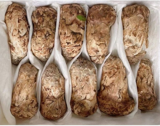 [미미사몰] 백두산 연변삼합 자연산 송이버섯 등급별 부모님 지인 거래처 사장님 추석선물세트, 3등급 (가정용), 1개