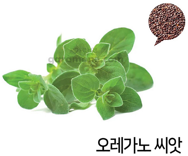 오레가노 씨앗 1000알 허브씨앗 허브씨 향신료 종자, 1개
