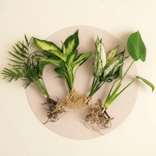 수경재배 식물/ 몬스테라 /스노우사파이어/오로라/ 테이블야자 /혼합 세트, 1개