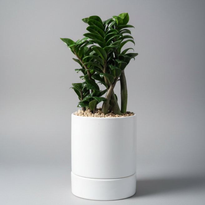 앙플랜트 개업 축하 돈나무 화분 보석 금전수, 마사토, 1개