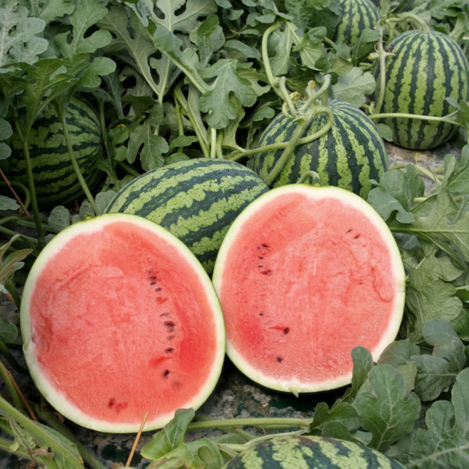 [한정특가] 국내산 프리미엄 고당도 하우스 수박 꿀수박, 1세트, 하우스수박 4kg 내외