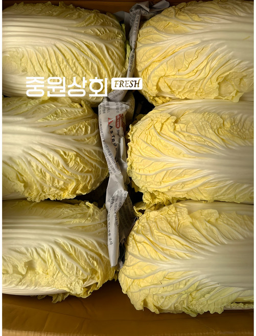 (중원상회)알배기 배추 알배추 쌈배추 6통 12통 중도매인 당일경매, 특 알배기배추 6개입