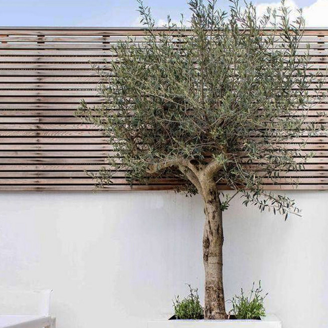 리서스원예 올리브 나무 묘목 80cm 전후 스탠다드 독립수형, 1개, 올리트 H0.8 전후 화분묘