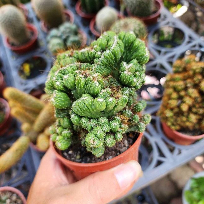 P老闆園藝 獅子岩仙人掌, 1個, 1吋盆