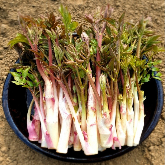 봄제철나물 땅두릅 나물무침 짱아치, 1kg, 1개