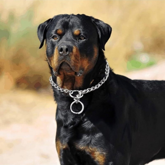 포리브레 반려동물 훈련 스텐 체인 목줄 초크체인, 1개, 실버 L