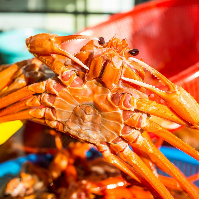 [에코수산] 박달홍게 수율90% 프리미엄 선주직송 산지직송 당일조업 정품프리미엄홍게 / 일반연지홍게 3kg (8~12미), 1박스, [프리미엄홍게] 3kg (8~13미)