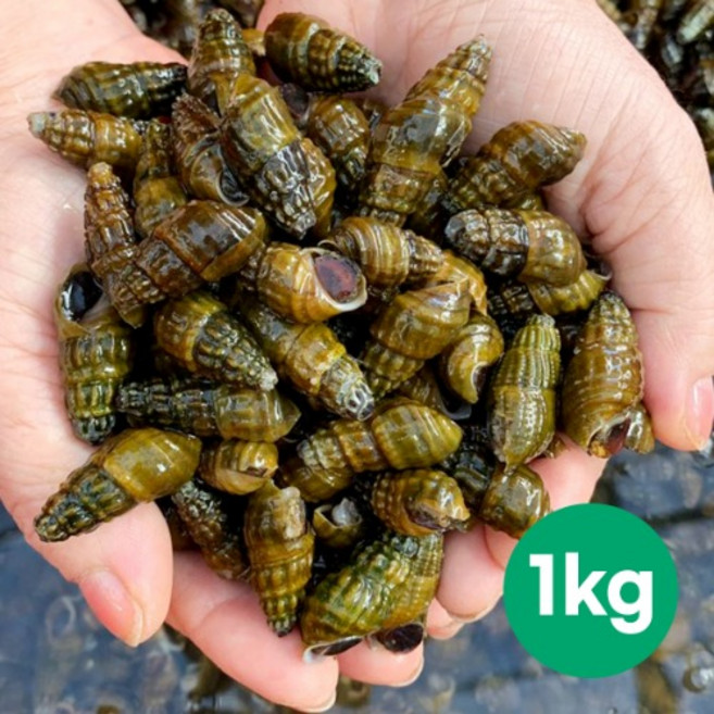 [본점직영]정옥 국내 자연산 생다슬기 올갱이 고디, 1개, 생다슬기1KG