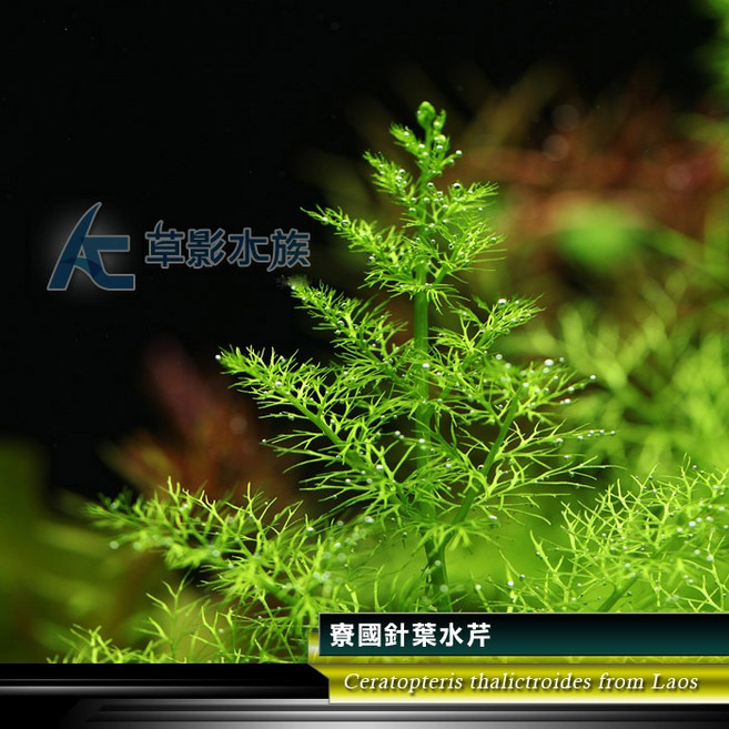 AC草影 寮國針葉水芹 水生蕨類 水草造景 魚缸水草 真水草, 1個