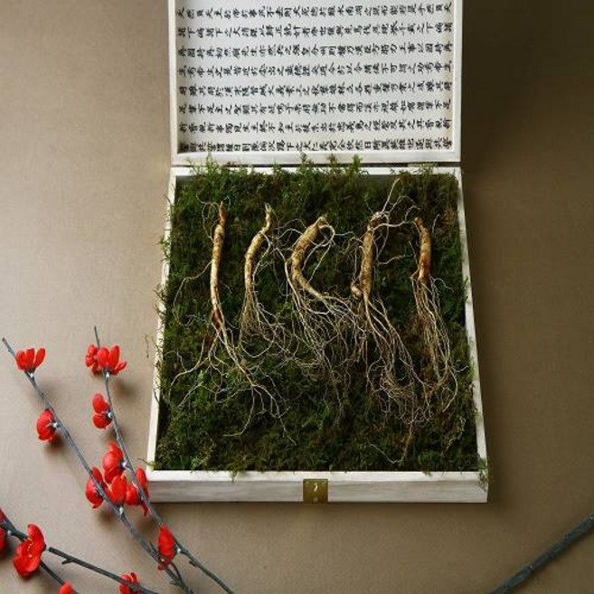 강원 횡성 마루팜 무농약 산양삼 효도선물 명절선물 면역력 지킴이 산양산삼 5-6년근 5뿌리, 1개