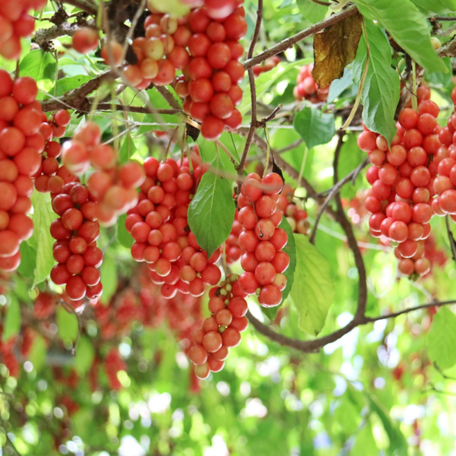 지미다원 문경 오미자청 원액 100% 오미자원액 오미자엑기스 24년산, 1개, 500ml