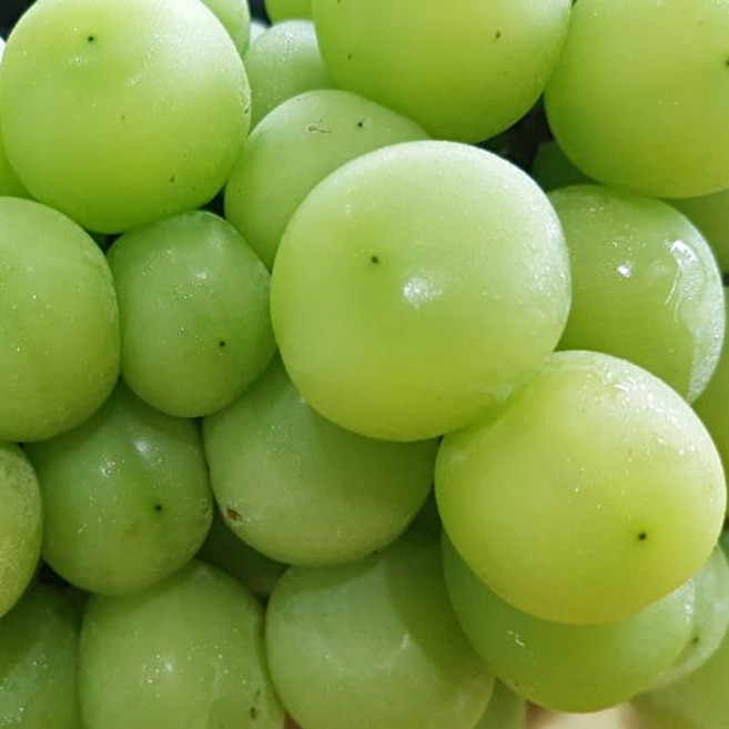 과일의 신 고당도 샤인머스켓 망고포도 씨없는 청포도 안전배송 신선배송, 4kg(4~6수), 1개