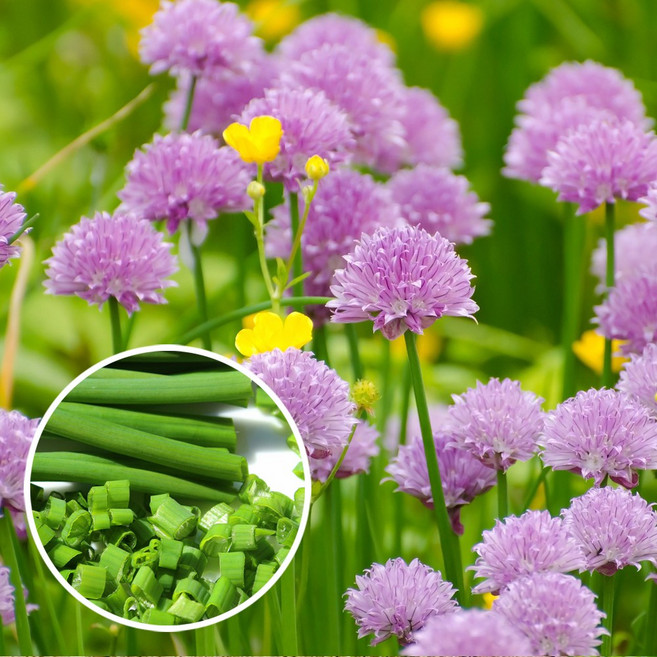 차이브 키우기 풀 패키지 허브 씨앗 화훼 키트 DIY 서양실파, 1개