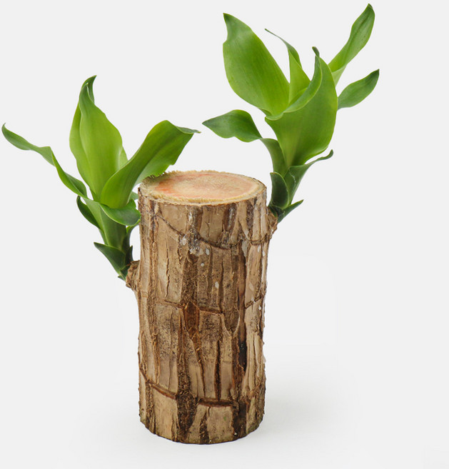 갑조네 행운목 실내수경재배식물 행운가득 행운목, 1개