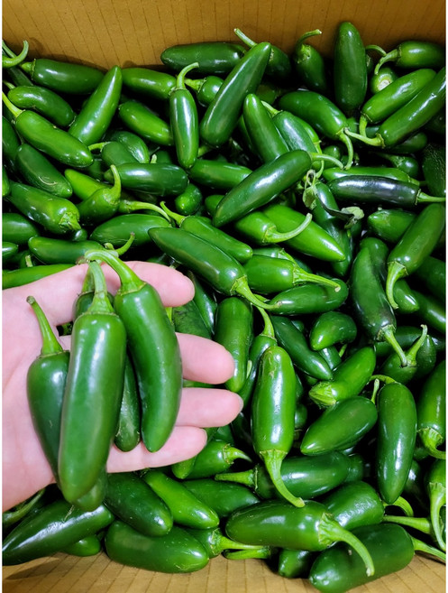 할라피뇨고추 퍼펙트 퍼펙토 아삭이 장아찌용, 1kg, 1개