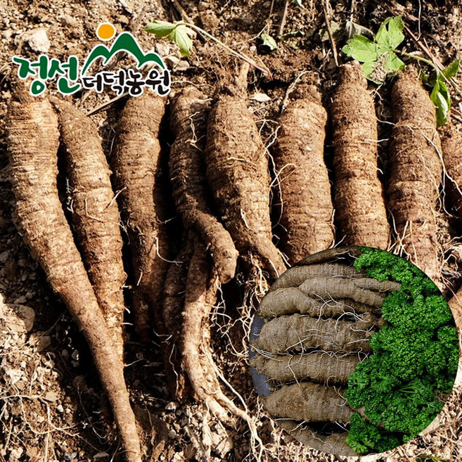 정선더덕농원 생더덕선물세트 2kg (대), 색상:단일상품