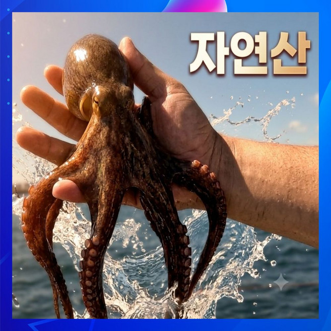 [산지직송] 남해안 자연산 생물 돌문어, 1박스, 1kg