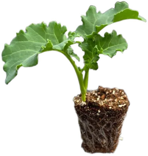 [오감] 곱슬케일 모종 커리케일 묘종, 6개