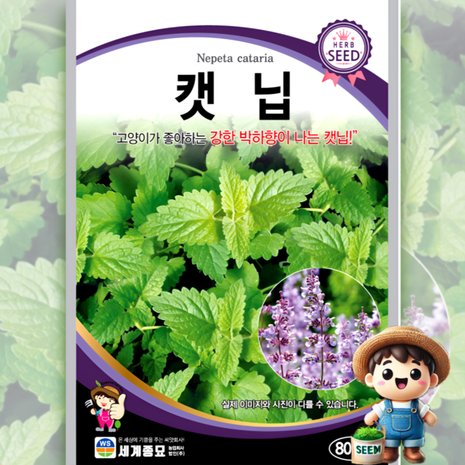 세계종묘 캣닙 800립 일반종 박하향 고양이 식용꽃 허브 꽃씨 씨앗 종자 세계, 1개