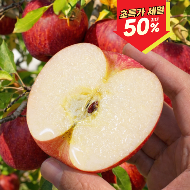 [마지막완판특가] 고당도 농가직송 당도선별 부사사과, 1박스, 5kg 로얄과