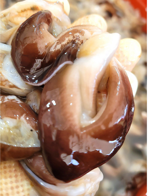 [특가] 당일조업 당일배송 여수 최상급 검정 새조개, 1개, 500g