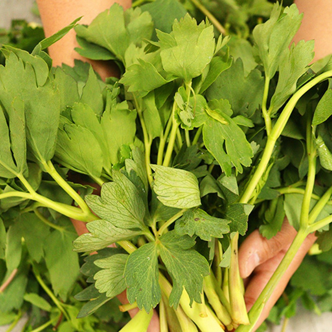 푸드꾸미 방풍나물 순천 봄나물 입맛살리는, 취나물, 1개