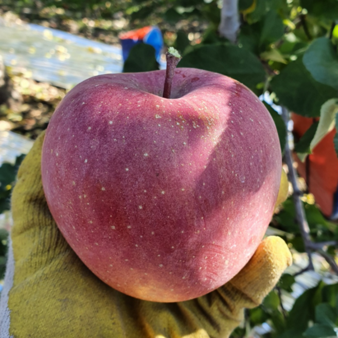 유가얼음골농원 껍질째먹는 밀양얼음골사과 햇부사, 1개, 5kg 소과 (23~25과)