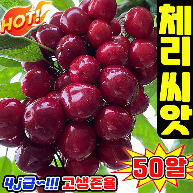 [쉬운재배] 50/100/200/300 체리 씨앗 모종 집에서 키우는 체리 종자 실내 화분용 달콤함 A급 과육, 50개