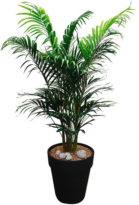 도자기랑나무랑 개업 개원 축하화분 거실반려식물 실내공기정화 금전수 뱅갈고무나무, 1개, 대형 아레카야자 축하화분 DLP-249