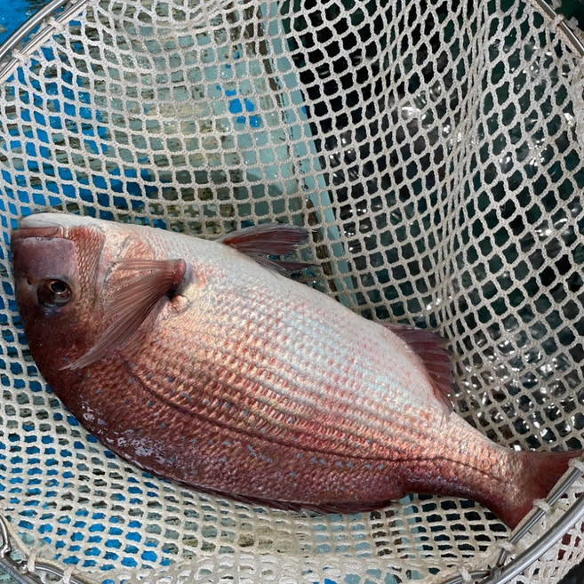싱싱한 통영 생물 참돔 도미1kg (주문즉시손질) 제수용생선, 1개, 손질참돔1kg이상(손질후700g내외)