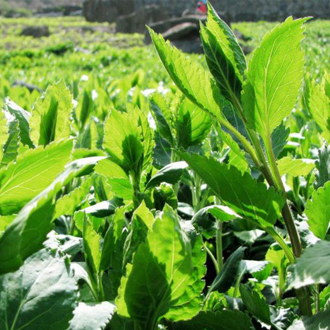 국내산 생 부지깽이나물 취나물 쑥부쟁이, 1개, 400g