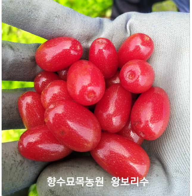 보리수나무 왕보리수 삽목2년생 상묘, 1개, 빨간색