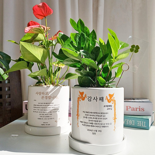 [메세지화분] 답례품 감사패 금전수 안스리움 택1 + 네잎클로버1p, 1개, 안스리움 주황 클래식