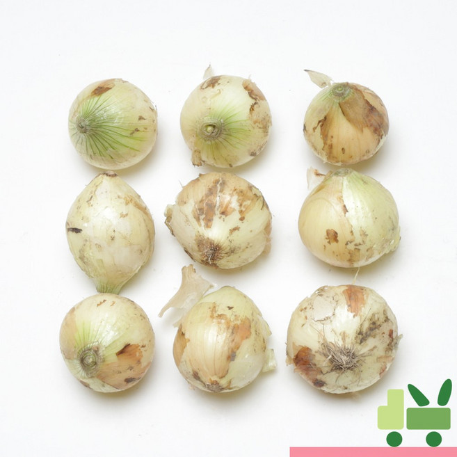 사라상회 양파 (3등) 10kg 장아찌용, 10kg(3등), 1개