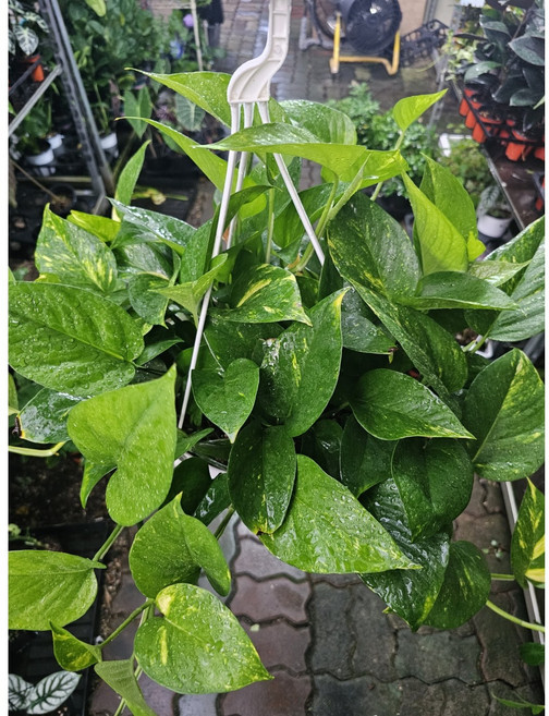 식물공장 스킨답서스 대품 행잉 공중식물 40-60cm 129, 1개